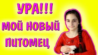 МОЙ НОВЫЙ ПИТОМЕЦ / КТО ОН? / КАК НАЗВАТЬ ПИТОМЦА? / ХОМЯК ИЛИ МОРСКАЯ СВИНКА МОЙ НОВЫЙ ПИТОМЕЦ / КТО ОН? / КАК НАЗВАТЬ ПИТОМЦА? / ХОМЯК ИЛИ МОРСКАЯ СВИНКА