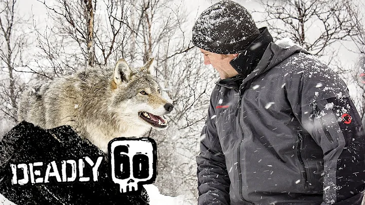 A Wolf Bites Steve! | Deadly 60 | BBC Earth Kids
