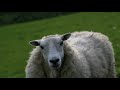 The singing sheep song