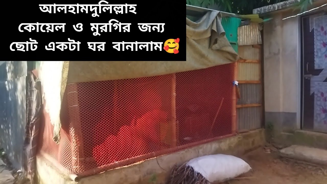 আলহামদুলিল্লাহ.. কোয়েল পাখি ও মুরগির জন্য ছোট একাট ঘর দিলাম🥰