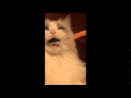 Cat Gets its Teeth Brushed