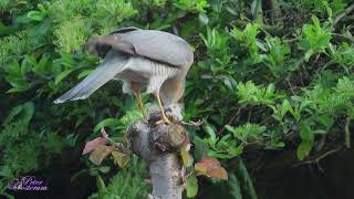 Roofvogel in de achtertuin -Bird of prey in the backyard