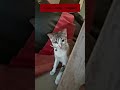 practicing her hunting skills ! #youtubeshorts #viralcats #viralcatshorts #viralvideo