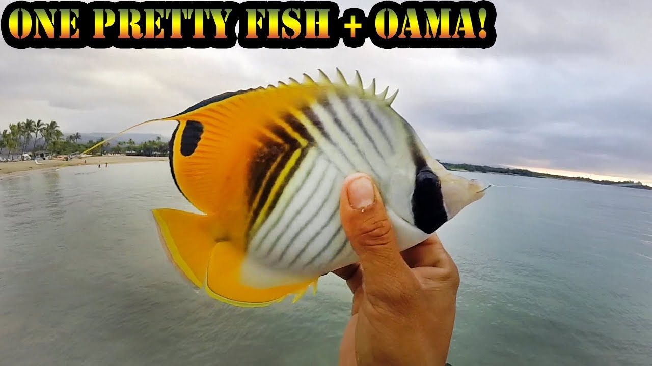 First Oama Shore Fishing On The Big Island, Hawaii 