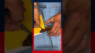 An Injured Monarch Butterfly Was Miraculously Able To Fly Again After Undergoing A Wing Transplant