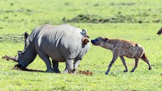 as hienas mexeram com os animais errados