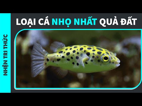 Video: Cá nóc đốm xanh