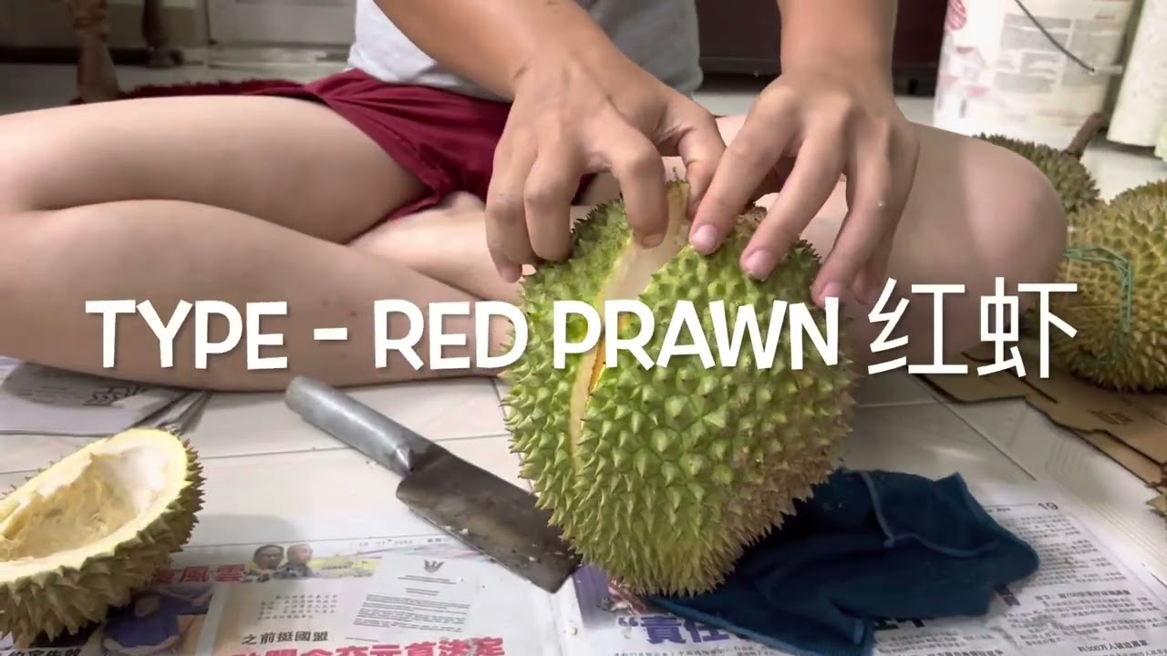 Durian Malaysia Musang King Red Prawn D24 D13 D101 XO 猫山王榴莲Dec 2022