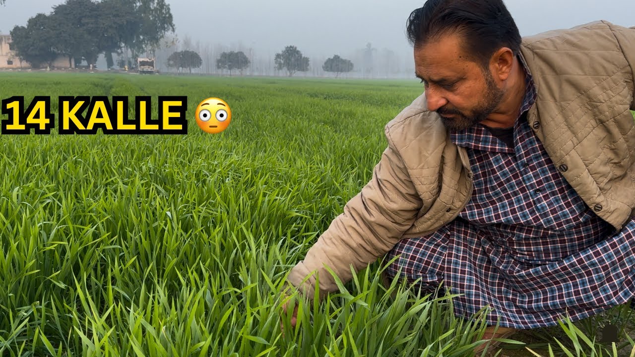 Padosi Ko Mila Galat Gehu Beej 😱 | DBW 327 & DBW 279 | 14 Kalle Reality | Farming Vlog