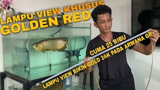 REVIEW LAMPU VIEW ARWANA GOLDEN RED TERMURAH