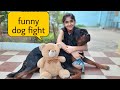 my dog is fighting with anshu|| funny dog video|| cute dog video.