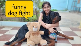 funnydog fight || funny dog video|| most aggressive dog breed