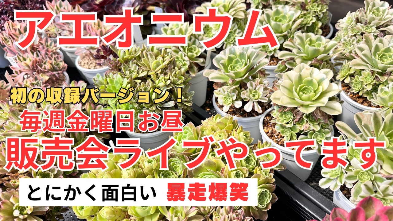 衝撃】一度見たら忘れられない！アエオニウム 爆笑ノーカット収録販売