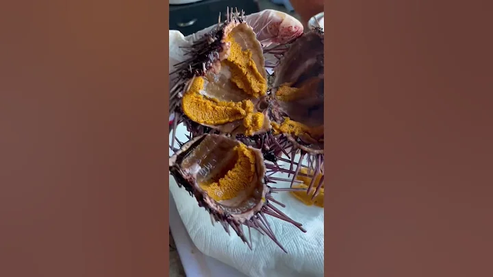 How to eat live sea urchins (Uni) 怎樣吃生海膽 😋 - 天天要聞