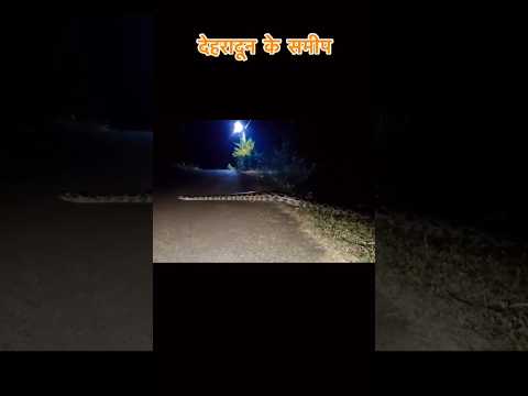 Big Snake On Road #bigsnake#wildlife#dehradun#rajajinationalpark#shorts#youtubeshorts#respect#like??