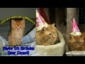 Cats celebrate Birthday at PetSmart