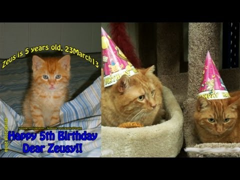Cats celebrate Birthday at PetSmart - YouTube