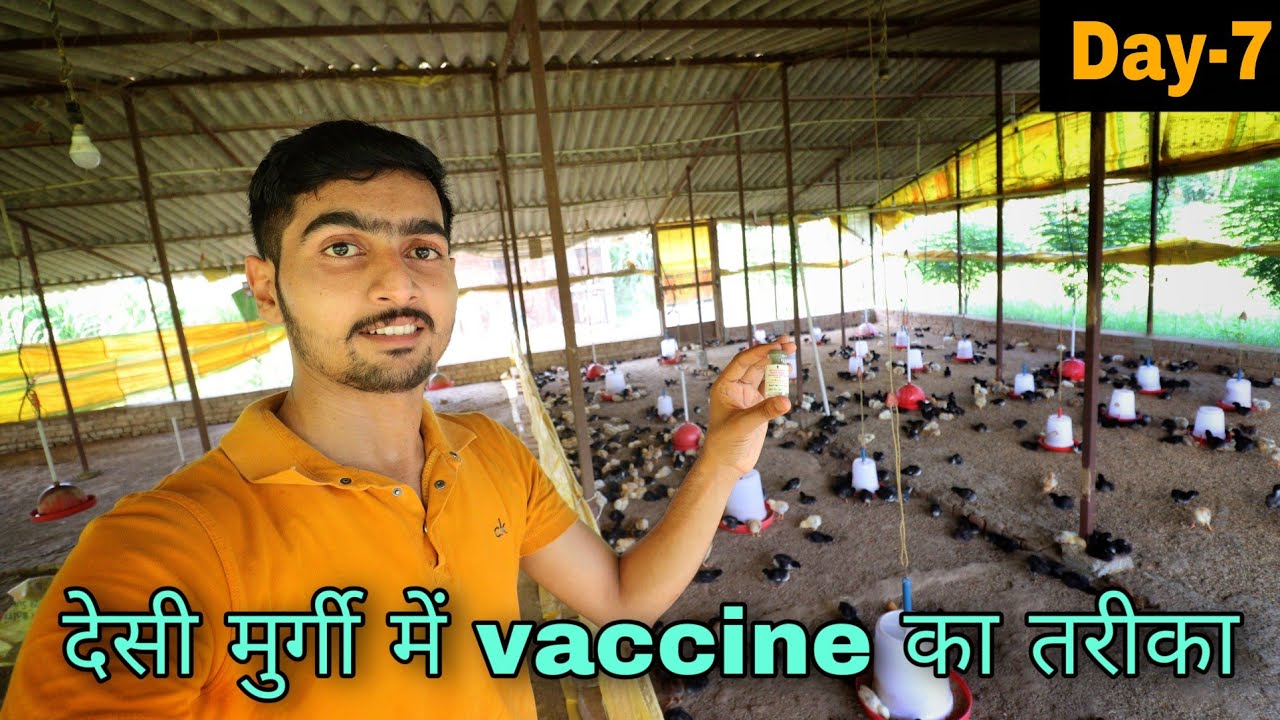 Day-7, vaccination in desi chicks in my poultry farm