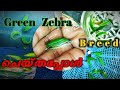 #Green Zebra breeding malayalam #green zebra #glow fish #fish breeding #guppy #zebra fish English