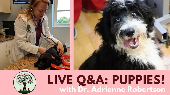 Live Q&A - Puppies! with Dr. Adrienne Robertson