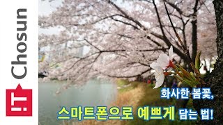 [나를 위한 디지털] 화사한 봄꽃, 스마트폰으로 예쁘게 담는 법