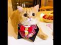 Este gato encontró el verdadero amor para su dueña.#cat #love #funny #shorts