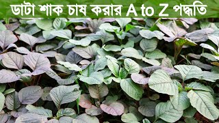 ডাটা শাক চাষ করার পদ্ধতি | Amaranth cultivation Process