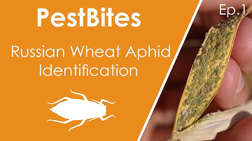 Russian wheat aphid identification | PestBites by Cesar