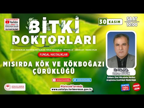 Video: Mısır Kök Kurdu Nedir: Mısır Kök Kurdu Bilgisi ve Kontrolü