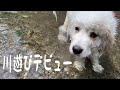 【川遊び】初めての川にビビりまくる超大型犬の子犬が可愛い！｜グレートピレニーズ