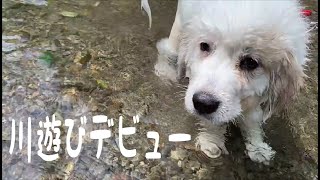 【川遊び】初めての川にビビりまくる超大型犬の子犬が可愛い！｜グレートピレニーズ