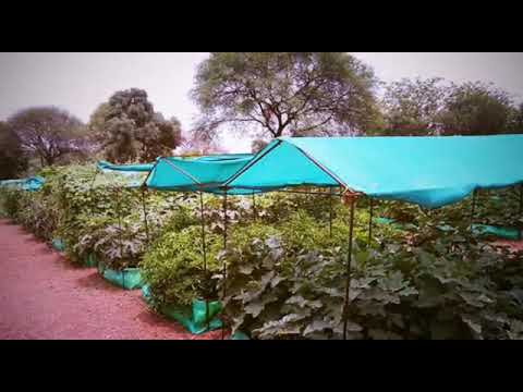 ORGEONICS GREEN BUILDING SOLUTIONS PVT LTD: Rooftop Farming India