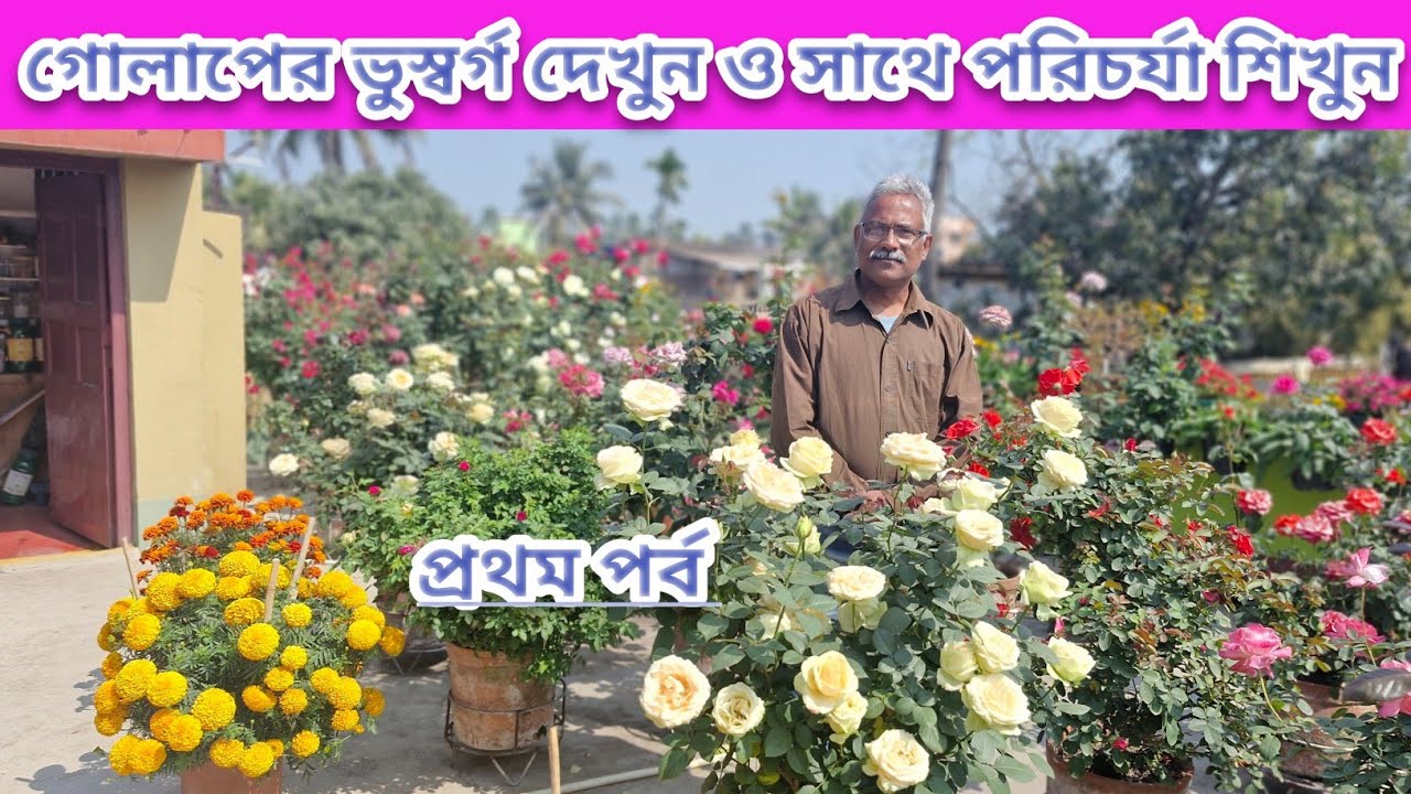 গোলাপের জঙ্গল দেখুন: দ্বিতীয় ফ্ল্যাশিং গাছে শতাধিক ফুল|পুষ্পকাহন| 