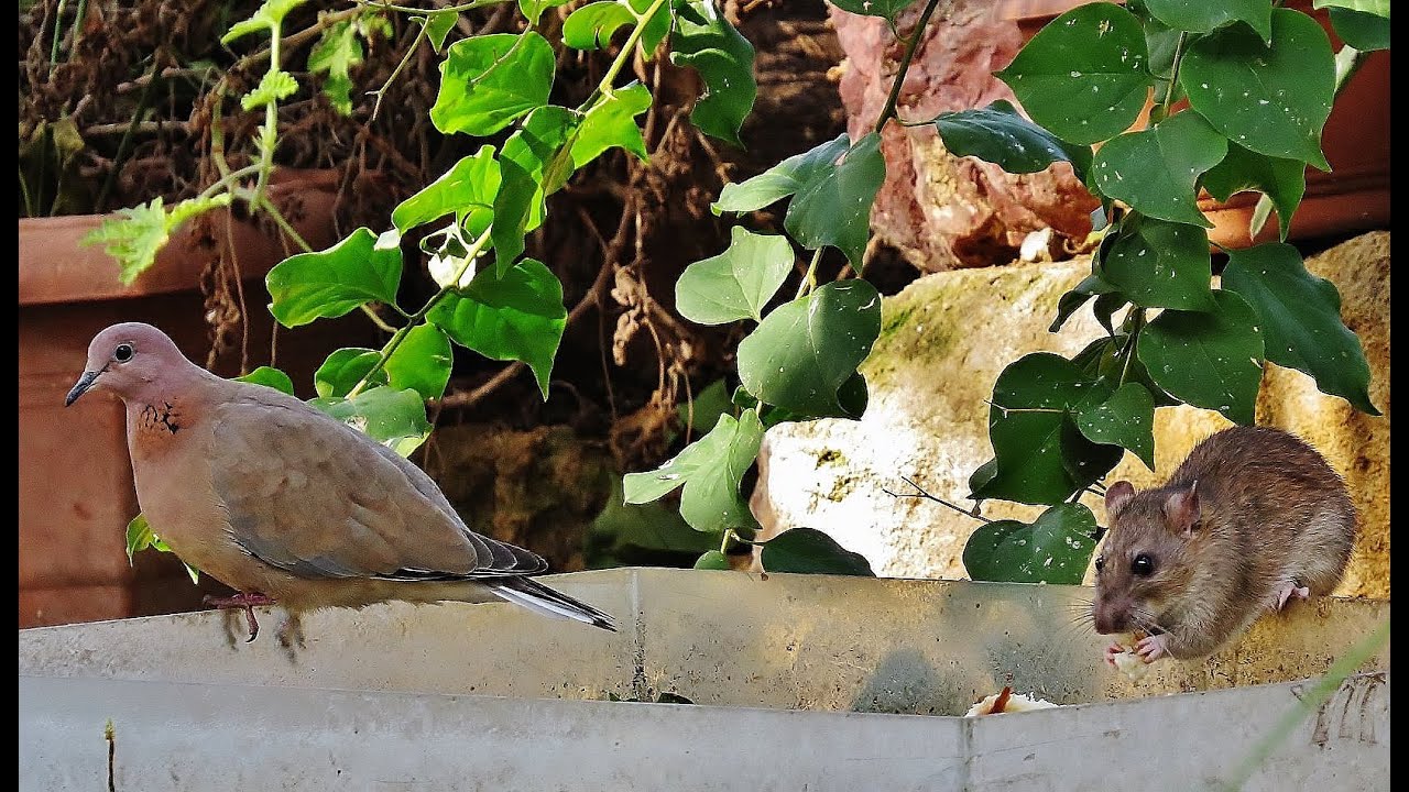 Laughing dove - Wikipedia