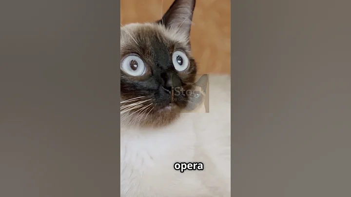 Video 10032451: siamese cats catlover, siamese cat meowing, siamese cats living, siamesecat cat, furry cat