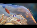 MHC Pathways and Antigen Presentation