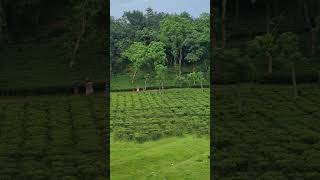 sylhet