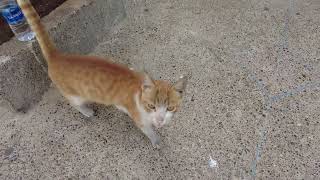 This cat is angel by Pawmission 21 views 1 day ago 1 minute, 38 seconds