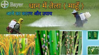 Dhan me telaa aur mahu ki sabse acchi dawa || dhan me  हॉपर kaise roke //agri effect