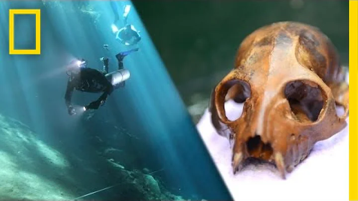 Underwater Lemur Graveyard Discovered | National G...