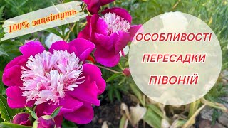 Поділ і пересадка півоній! Розкриваю всі правила та секрети! | 20.10.2023