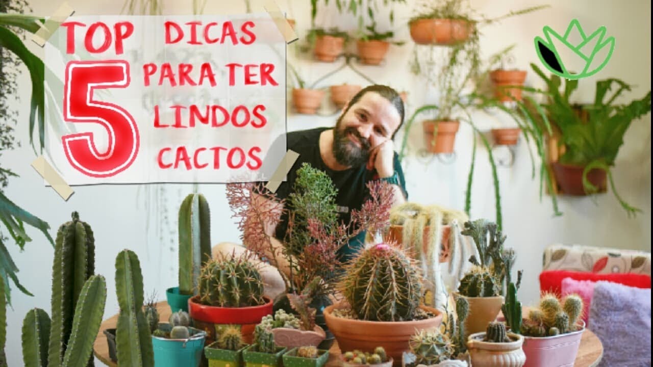 Como cultivar CACTOS em APARTAMENTO com perfeição Como cultivar CACTOS em APARTAMENTO com perfeição