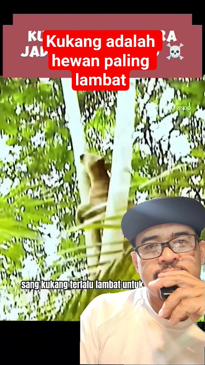ketika kukang berhadapan dengan singa gunung #animals #hewan