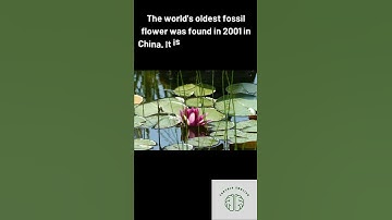 Oldest Plant Fossil Found #shorts