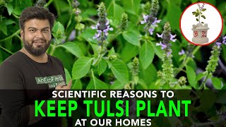 Scientific Reasons To Keep TULSI Plant At Our Homes | Anuj Ramatri - An EcoFreak