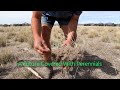 A future covered with perennials | Department of Primary Industries and Regional Development