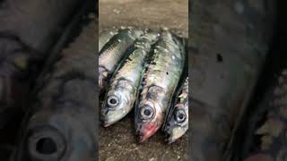 Visst vill du fiska nu? ??