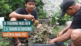 Di Training Mas Ben 2,5 Tahun Sudah Saatnya Naik Pot: Dongkel Waru Di Kebun Ground Mas Sinyot