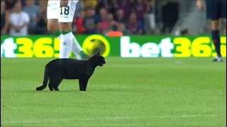 : Gato negro en el Camp Nou