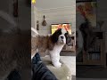 Caught on surveillance committing crimes they will absolutely deny 🐶😂